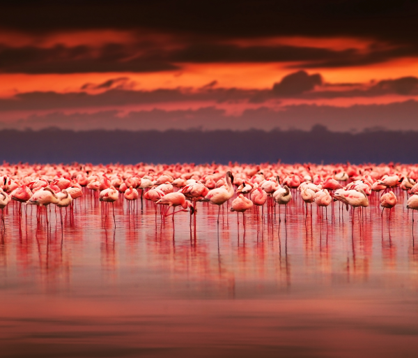 Nature art - Flamingo Paradise