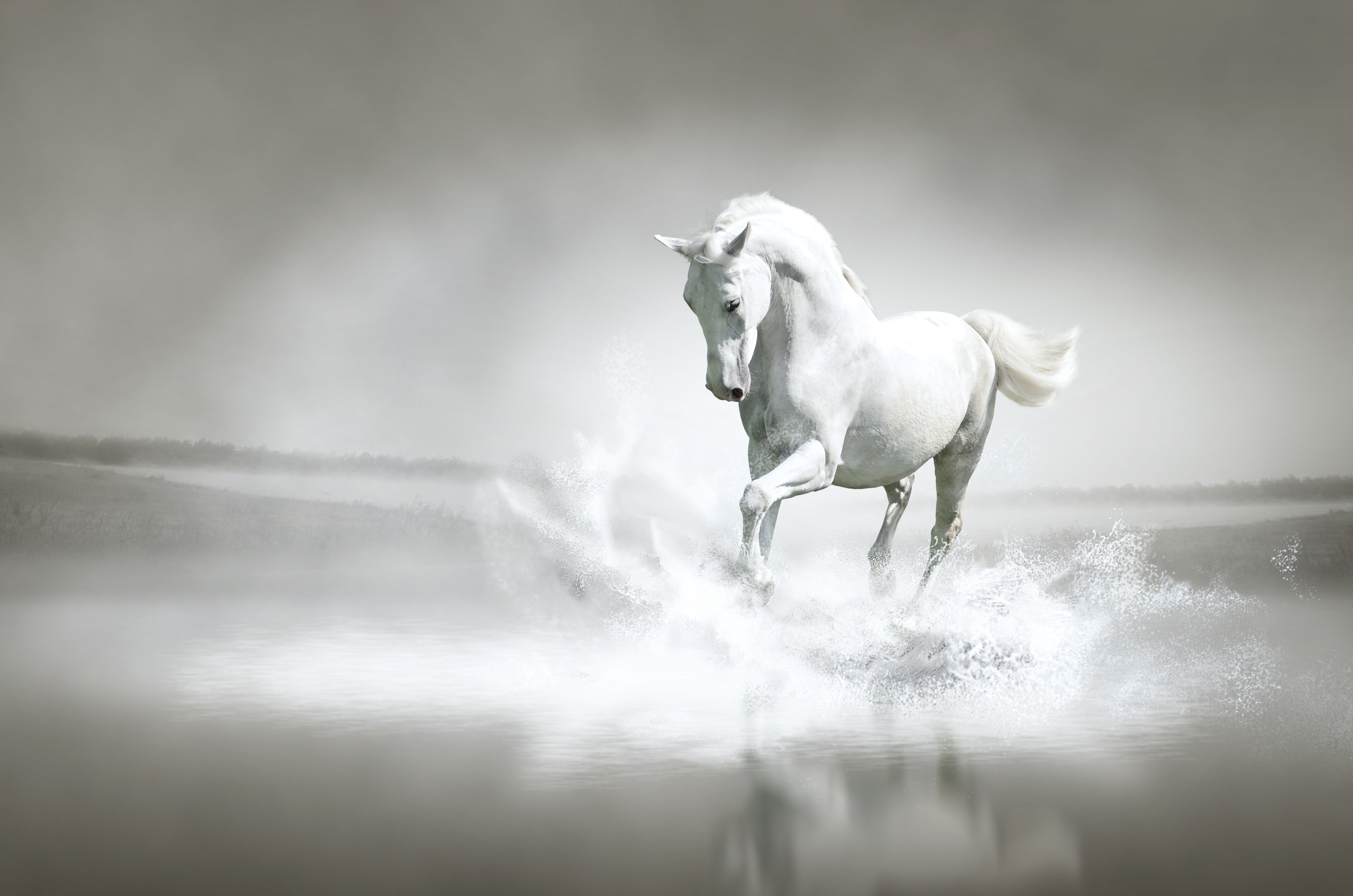 Белые кони кадышевой. Белая лошадь. Обои лошади. Лошадь бежит. Красивая белая лошадь.