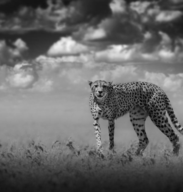 Wildlife art - Leopard